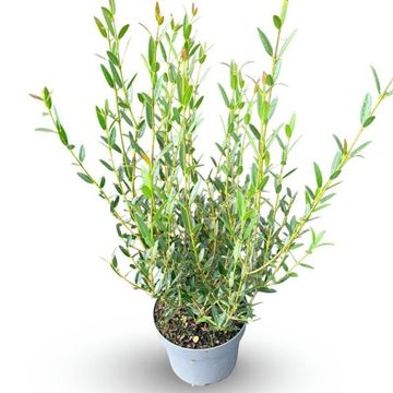 Phillyrea angustifolia