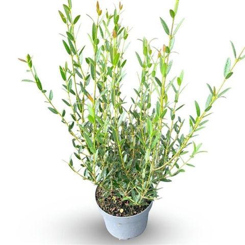 Phillyrea angustifolia