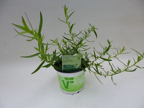 Artemisia dracunculus 'Pfefferkorn'
