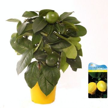 Citrus x meyeri 'Meyer'