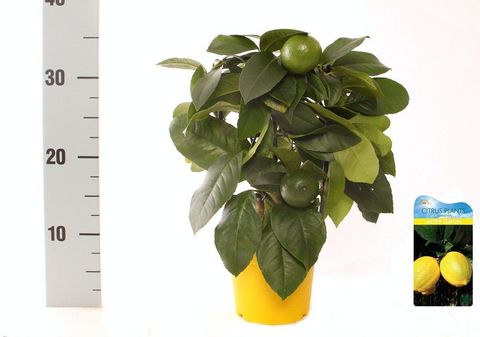 Citrus x meyeri 'Meyer'