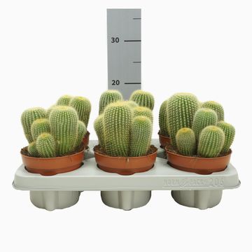 Parodia leninghausii