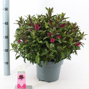 Hebe HEBEDONNA NIKKA