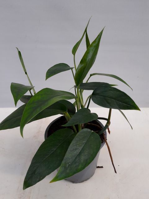 Epipremnum pinnatum