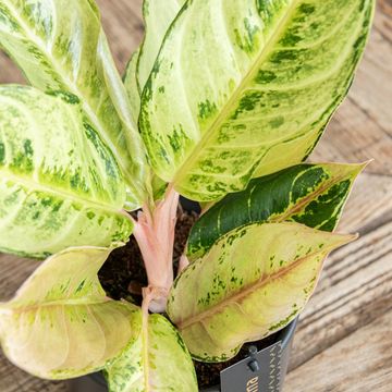 Aglaonema 'Chartreuse Pretty'