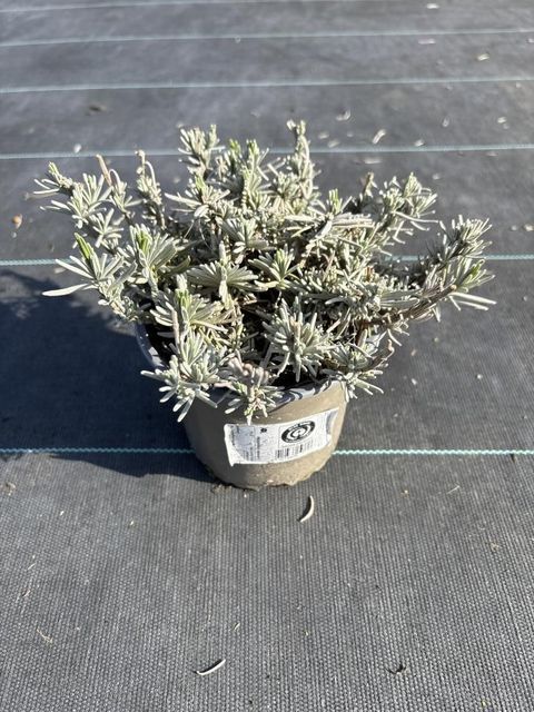 Lavandula angustifolia 'Vienco Purple'