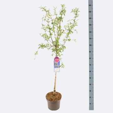 Syringa x persica 'Alba'