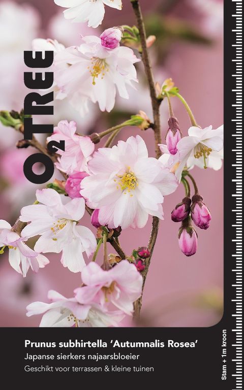 Prunus x subhirtella 'Autumnalis Rosea'