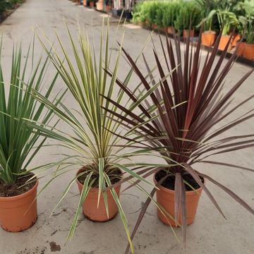 Cordyline MIX