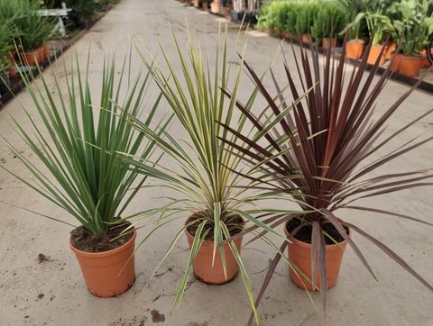 Cordyline MIX