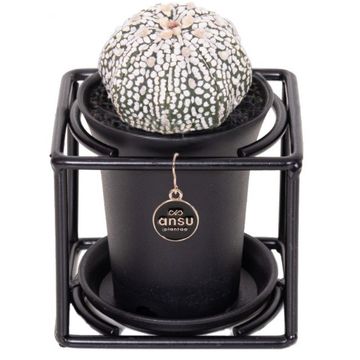 Astrophytum asterias 'Super Kabuto'