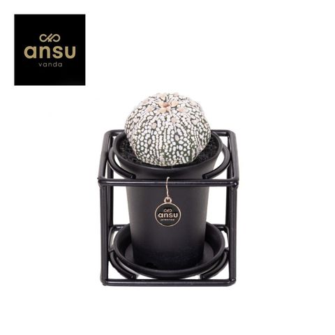 Astrophytum asterias 'Super Kabuto'