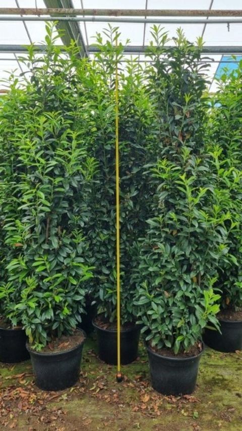 Prunus laurocerasus 'Mariblon'