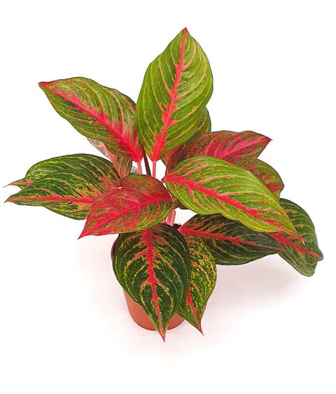 Aglaonema 'Red Emerald'