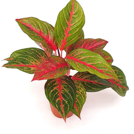 Aglaonema 'Red Emerald'