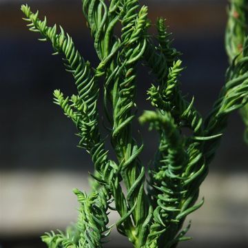 Cryptomeria japonica 'Rasen'