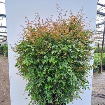 Nandina domestica 'Gulf Stream'