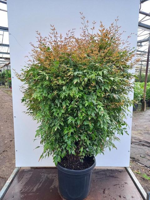Nandina domestica 'Gulf Stream'