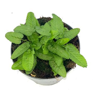 Stachys monieri 'Hummelo'