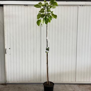 Catalpa bignonioides 'Aurea'