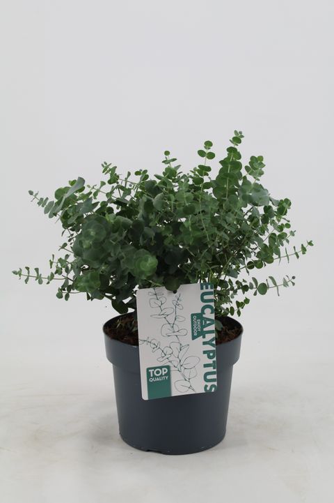 Eucalyptus pulverulenta 'Baby Blue'