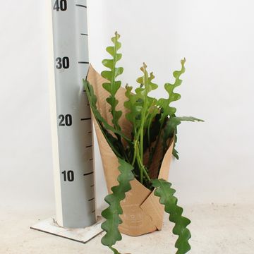 Epiphyllum anguliger