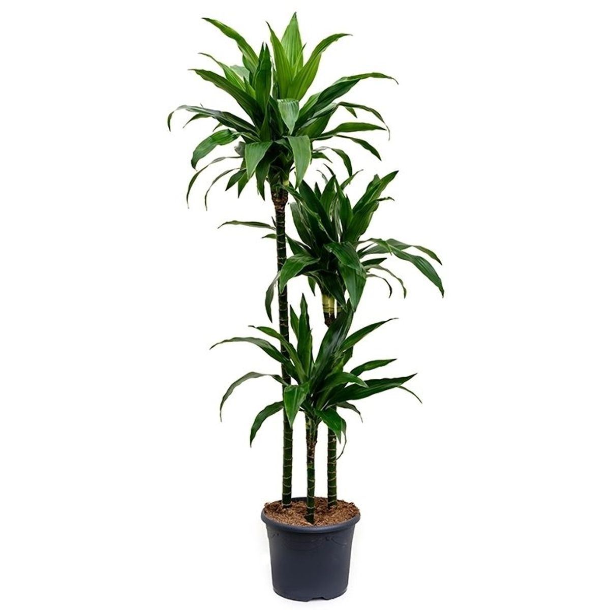 Dracaena Fragrans 'janet Craig' — Plant Wholesale Floraccess