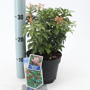 Pieris japonica 'Bonfire'