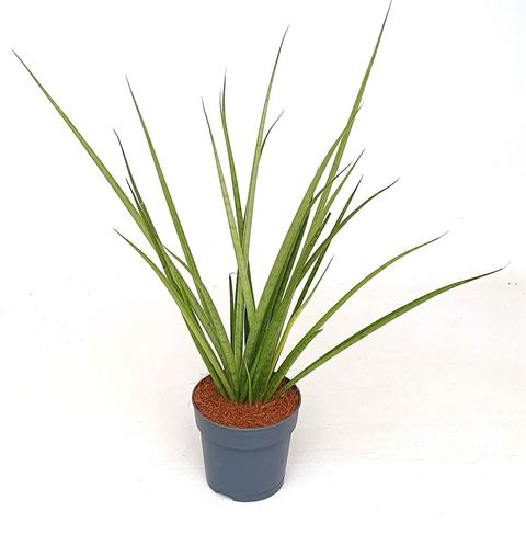 Sansevieria bacularis 'Mikado'