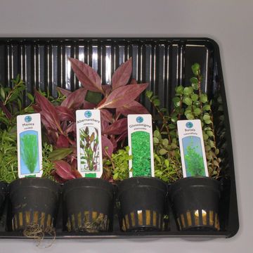 Alternanthera reineckii 'Roseafolia'