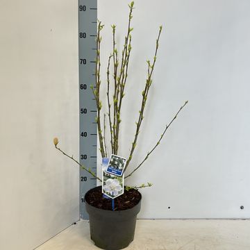 Hibiscus syriacus FLOWER TOWER WHITE