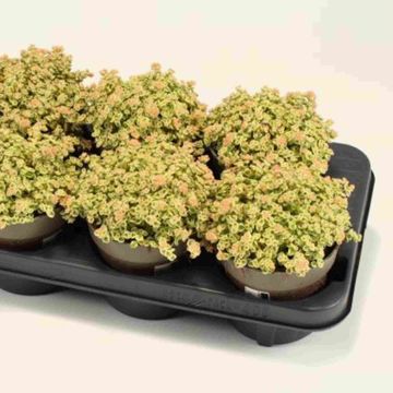 Sedum 'Little Missy'