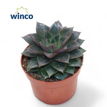 Echeveria 'Purpurea'