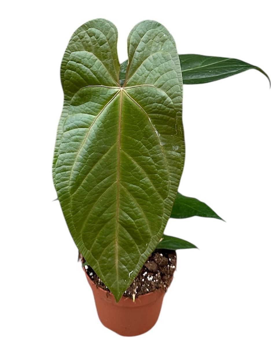 Anthurium magnificum x nigrolaminum 'Gigi'  Pflanzengrohandel FlorAccess