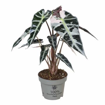 Алоказія 'Bambino Pink Variegata'