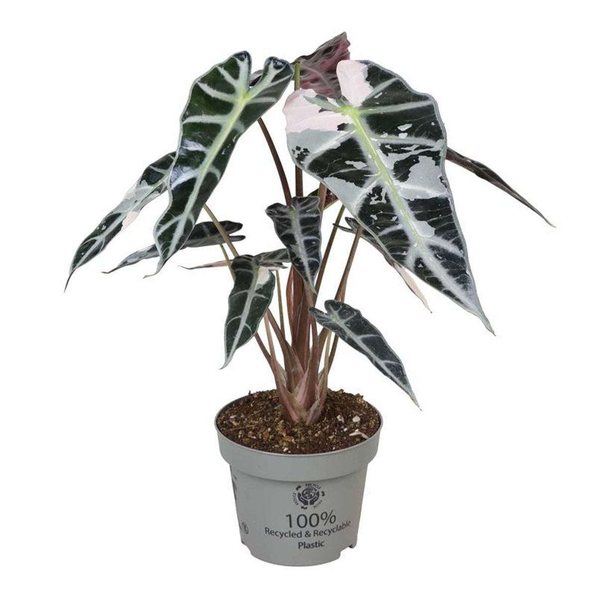 Alocasia 'Bambino Pink Variegata' — Hurtownia roślin FlorAccess