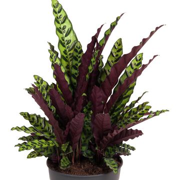 Calathea lancifolia