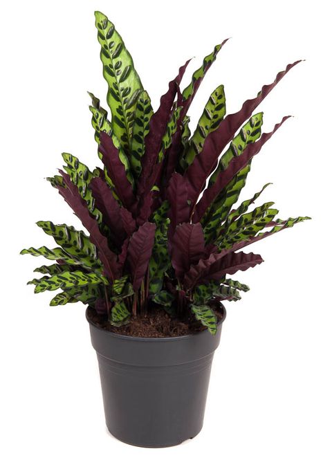 Calathea lancifolia