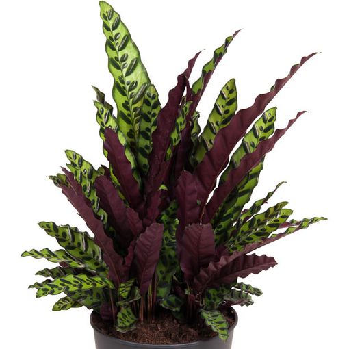 Calathea lancifolia