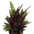 Calathea lancifolia