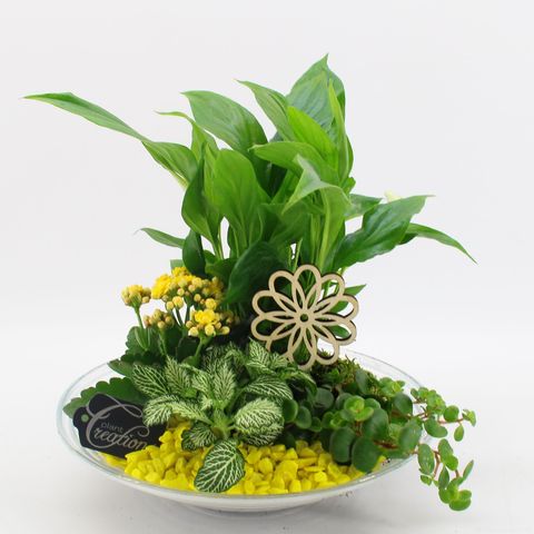 Arrangement Houseplants