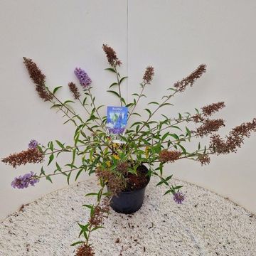Buddleja 'Lochinch'