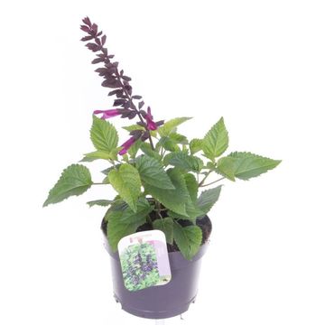 Salvia guaranitica 'Fuchsia'