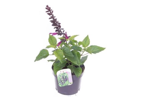 Salvia guaranitica 'Fuchsia'