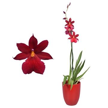 x Burrageara Nelly Isler 'Red Velvet'