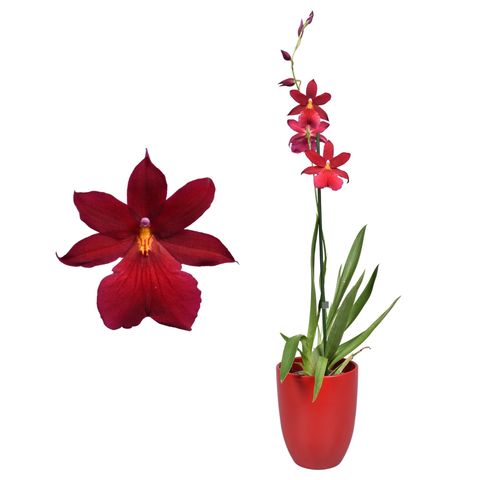 x Burrageara Nelly Isler 'Red Velvet'