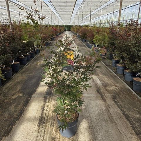 Acer palmatum 'Sumi-nagashi'