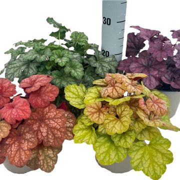 Heuchera MIX