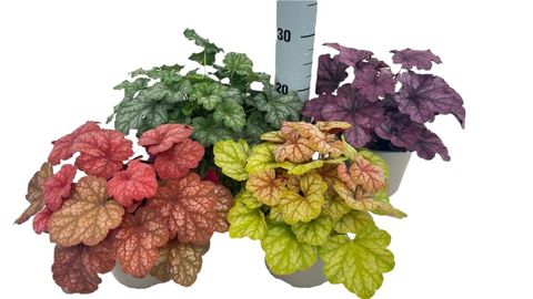 Heuchera MIX