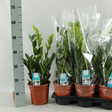 Zamioculcas zamiifolia